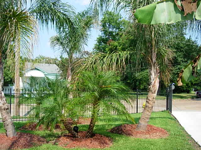 Palms